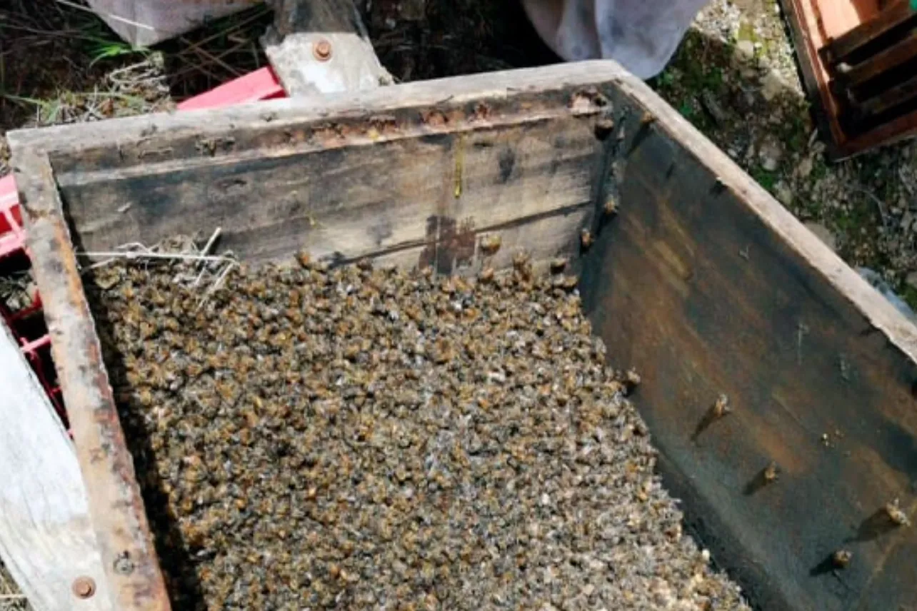 Fipronil, insecticida, mortal, abejas, prohibido, gobierno, decreto, gobierno, noticias, Costa Rica