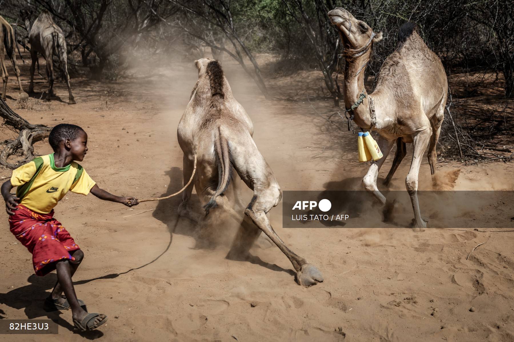 kenia_camellos_sequía