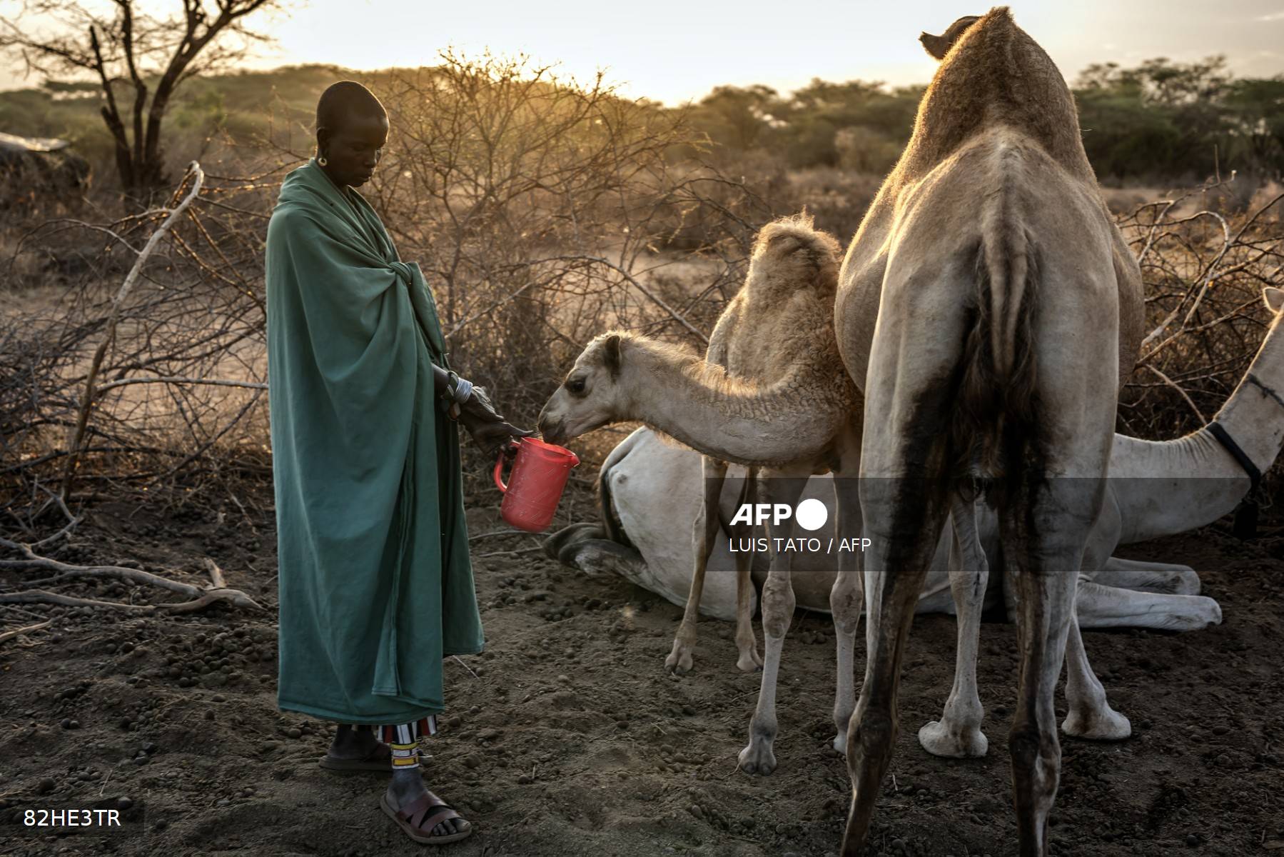 kenia_camellos_sequía