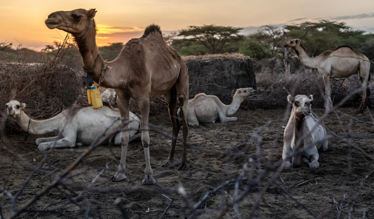 kenia_camellos_sequía