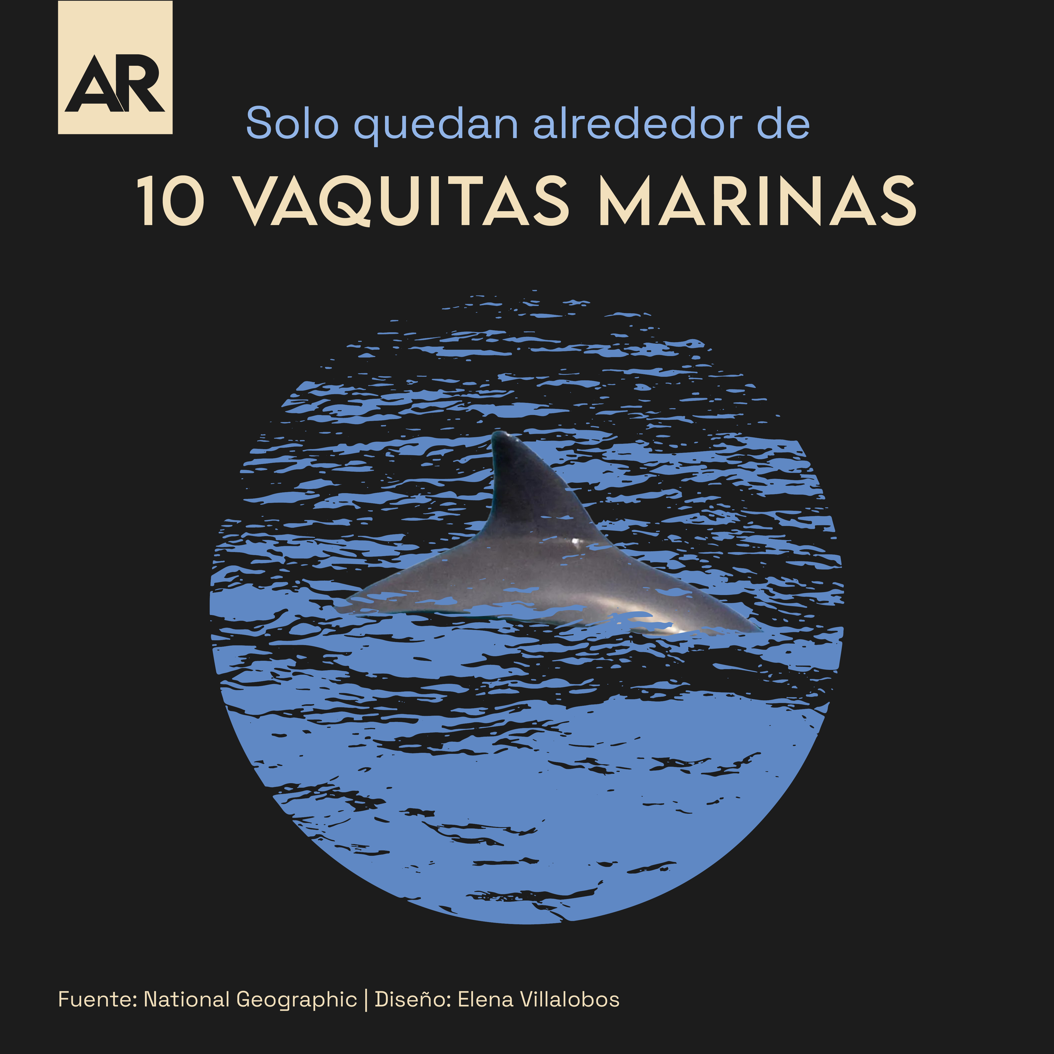 Solo quedan alrededor de 10 Vaquitas marinas