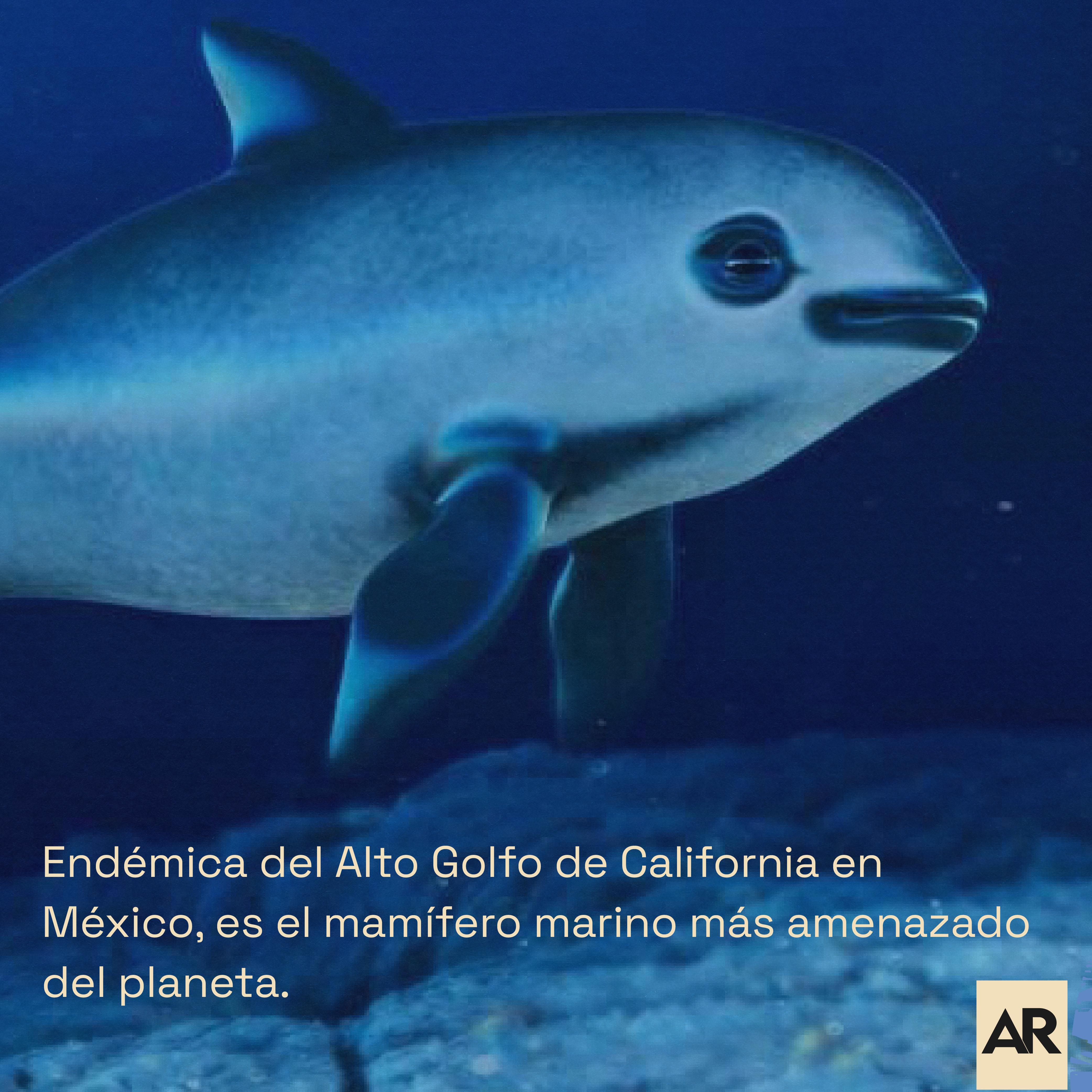 Solo quedan alrededor de 10 Vaquitas marinas
