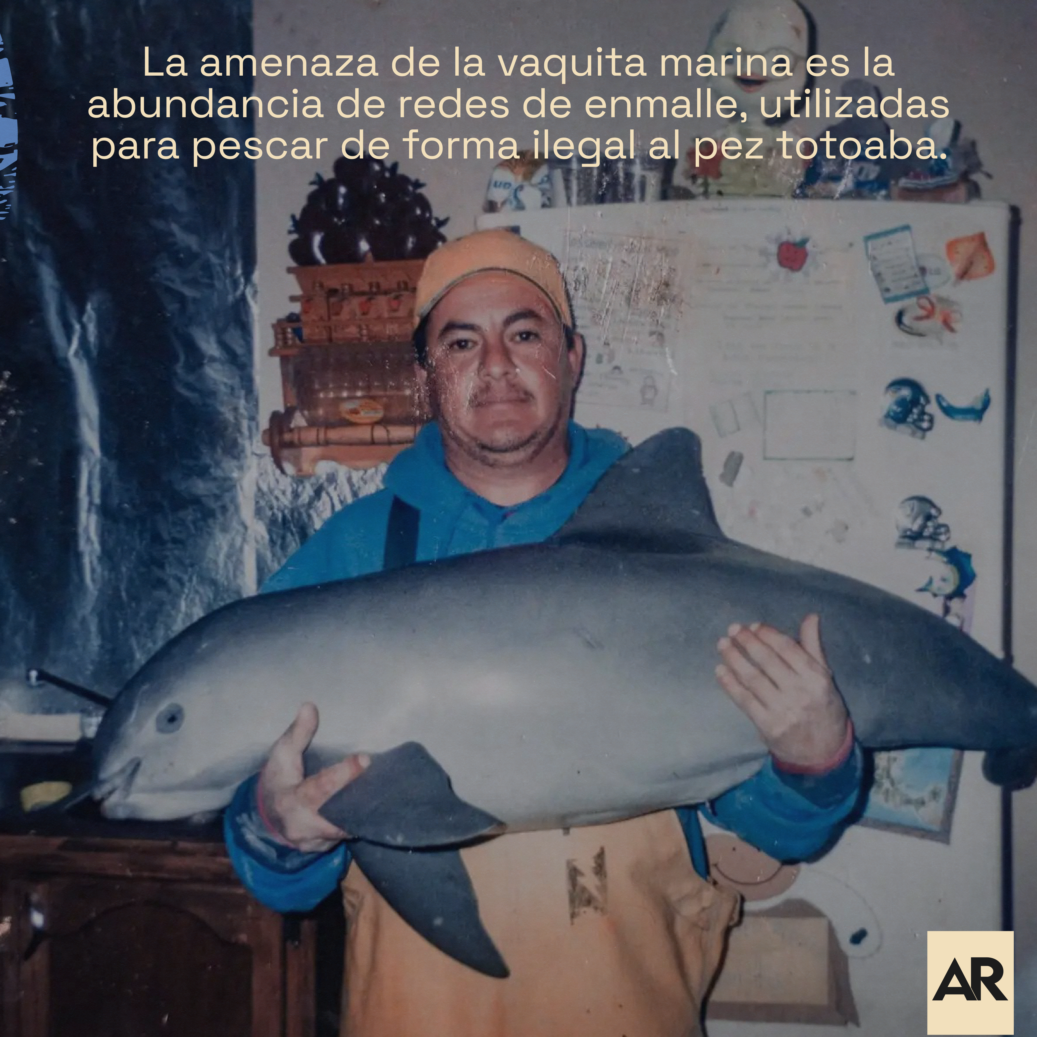 Solo quedan alrededor de 10 Vaquitas marinas
