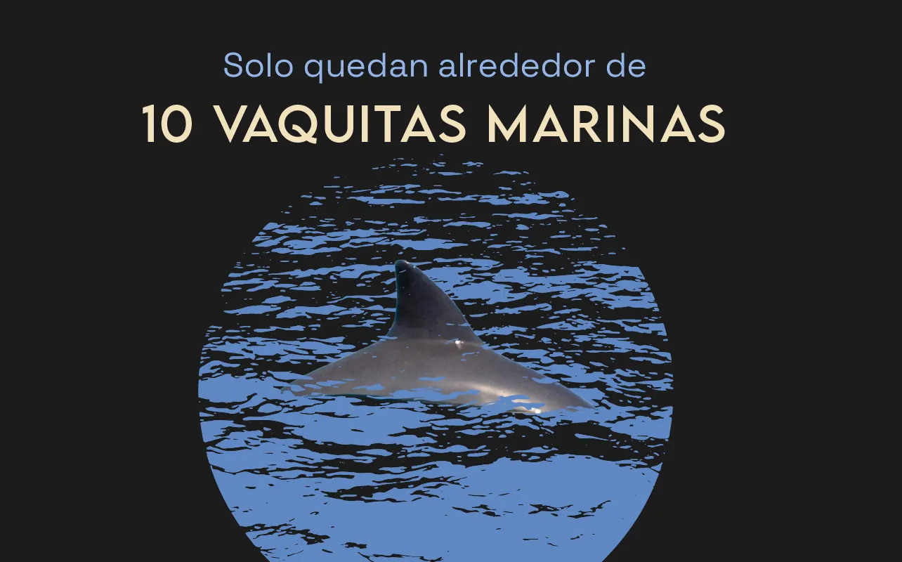 Internacional, medio Ambiente, Vaquitas Marinas, Extinción, Pesca Ilegal, Noticias