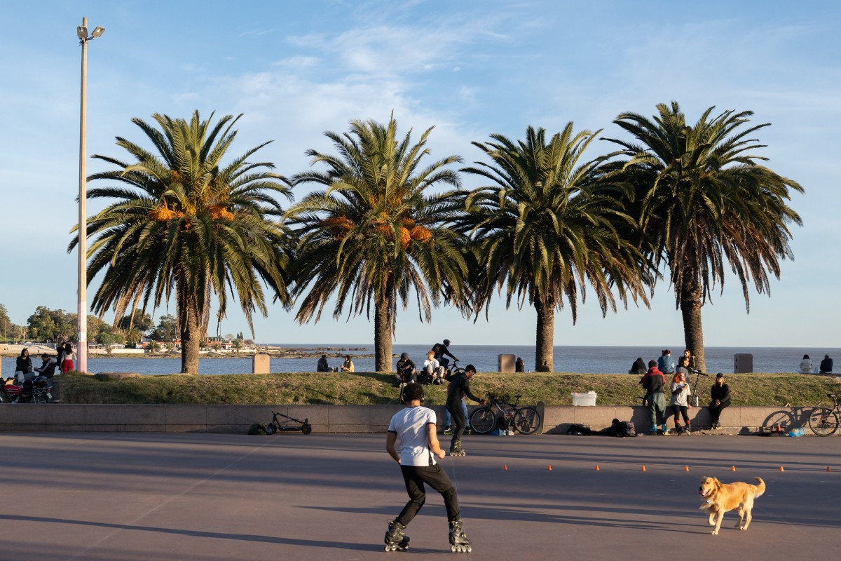 Palmeras en Uruguay