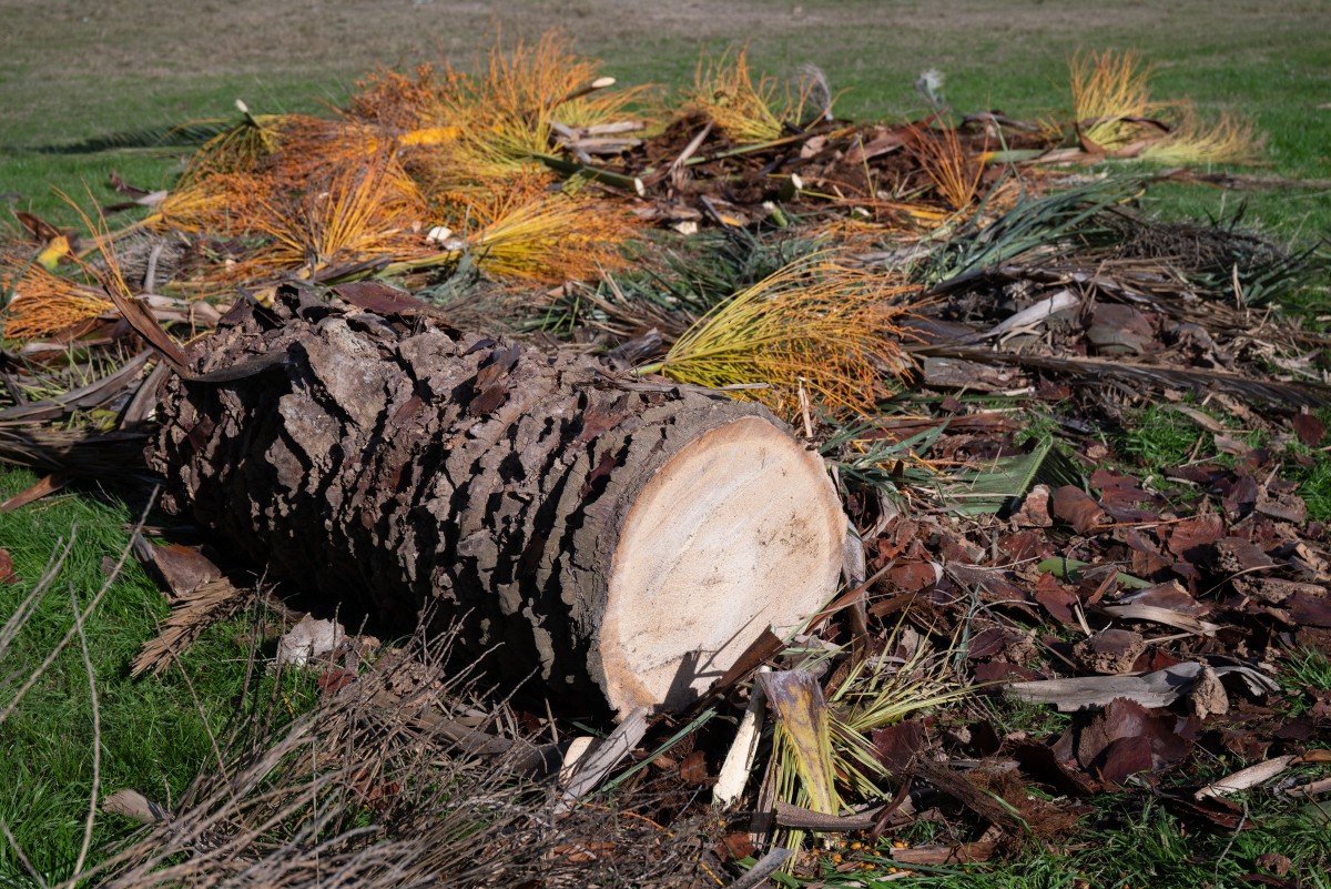 Palmera cortada en Uruguay