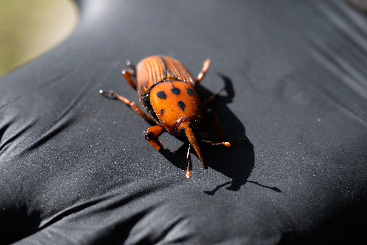 Escarabajo conocido como el picudo rojo