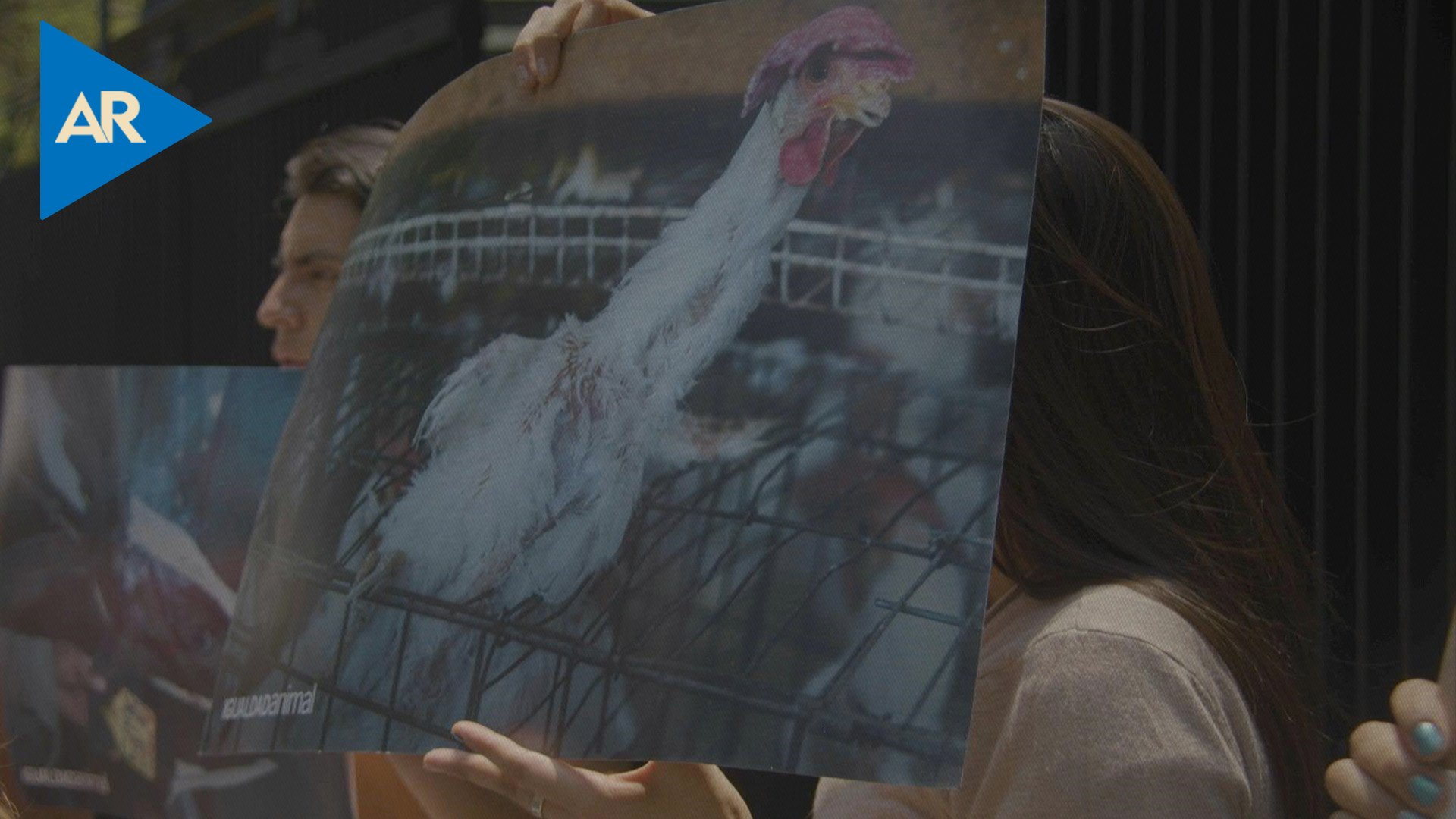Sacrificio de una gallina en el Senado causa escándalo en México
