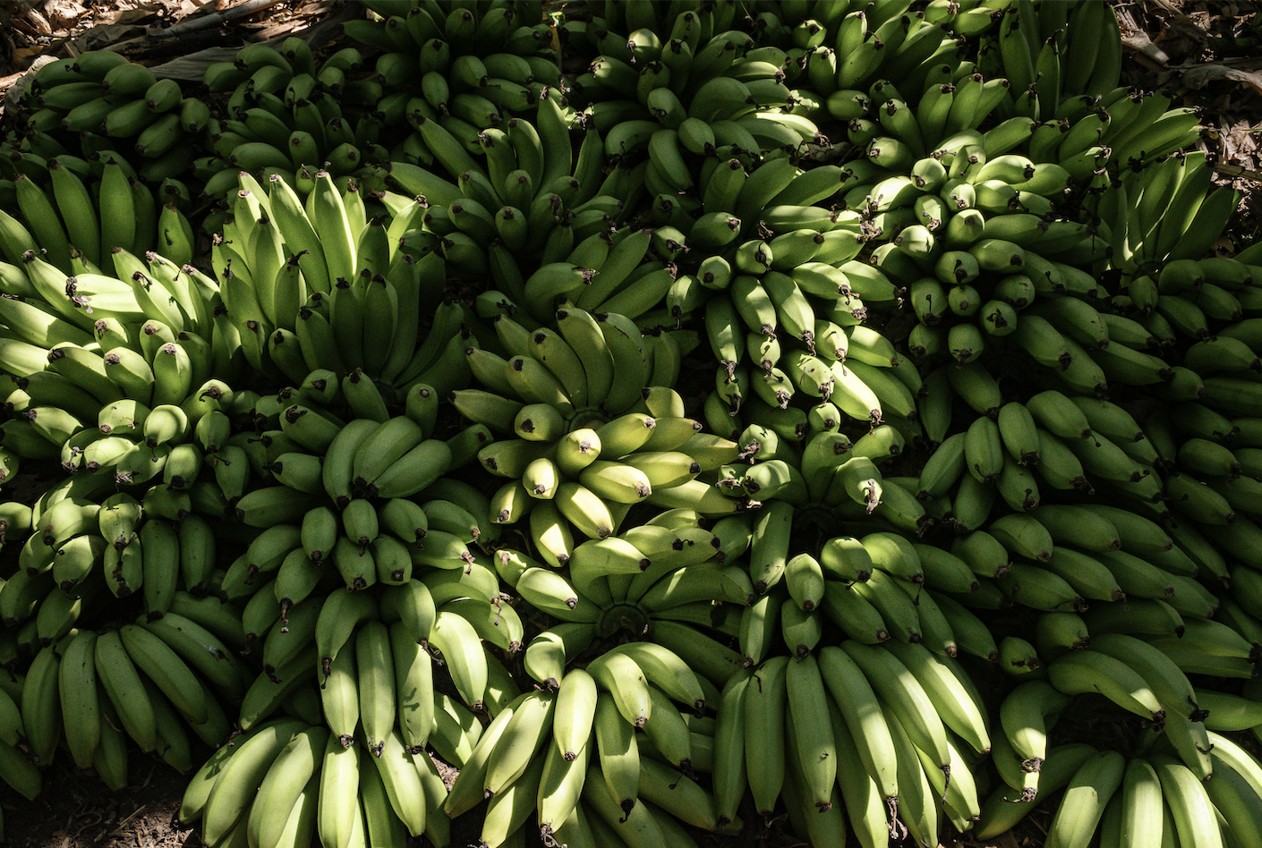 Fresh del Monte, cierre, cuatro, fincas, Costa Rica