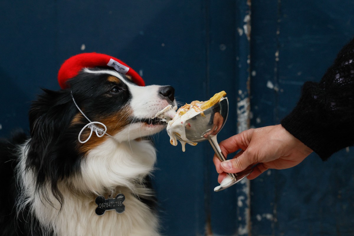 Cafetería para perros en París