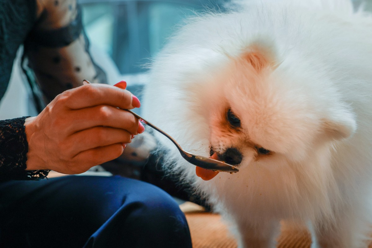 Cafetería para perros en París