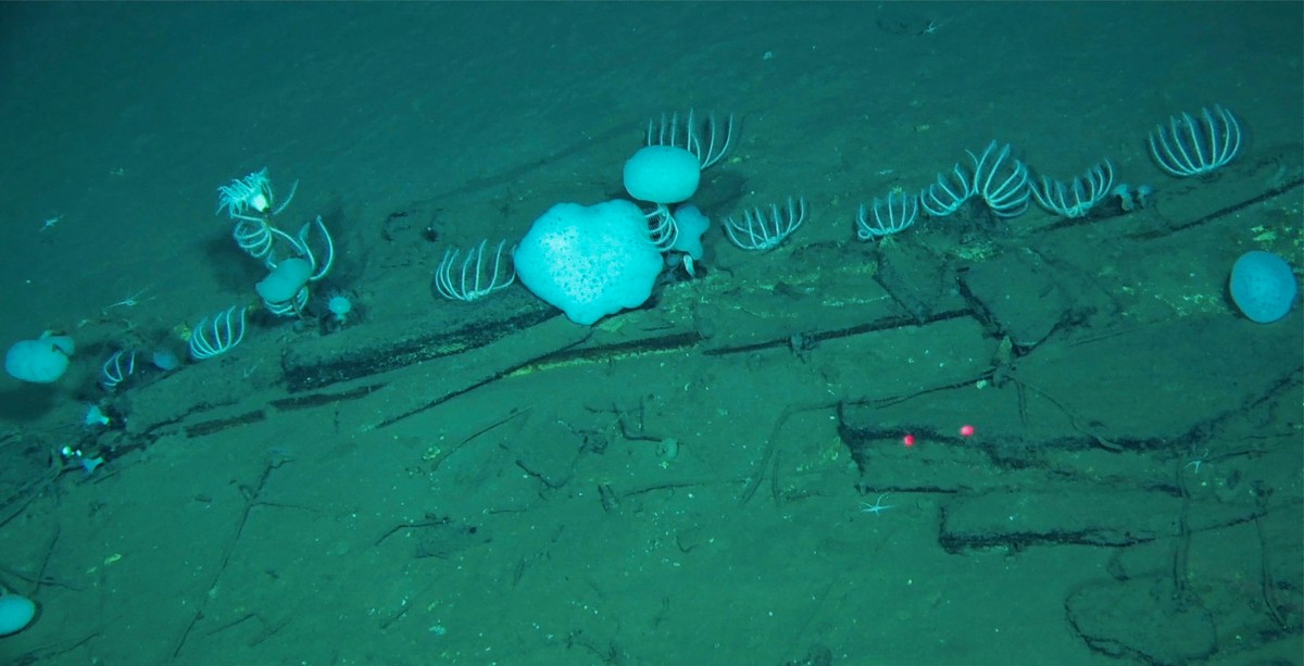 Cementerio de ballenas en Oceáno Índico