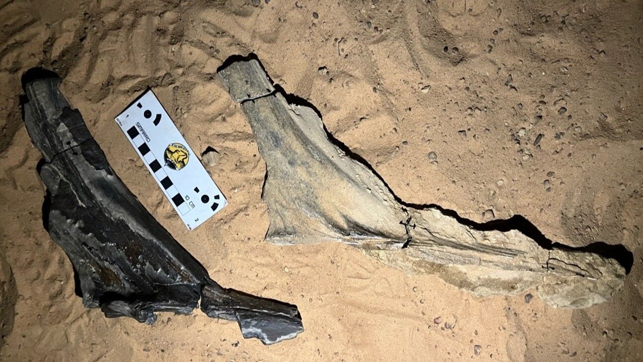 Fósil del Spinosaurus mirabilis